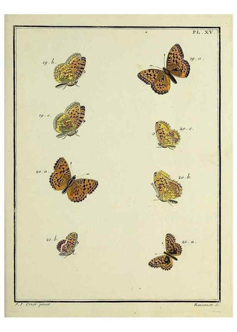 Reproducción/Reproduction 35731675391: Papillons d'Europe, peints d'après nature /. A Paris :Chez P.M. Delaguette, imprimeur-libraire ... ;1779-1792 [i.e. 1793]