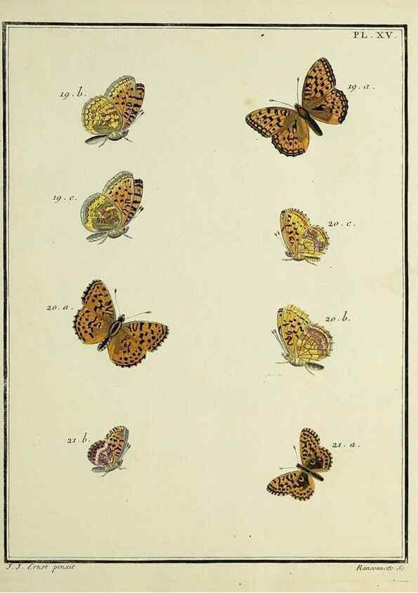 Reproducción/Reproduction 35731675391: Papillons d'Europe, peints d'après nature /. A Paris :Chez P.M. Delaguette, imprimeur-libraire ... ;1779-1792 [i.e. 1793]