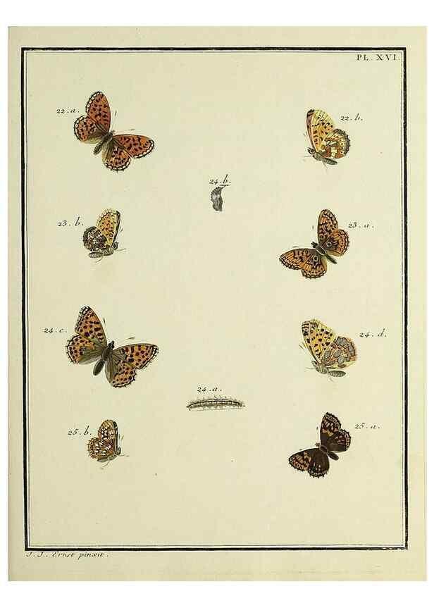 Reproducción/Reproduction 35054069683: Papillons d'Europe, peints d'après nature /. A Paris :Chez P.M. Delaguette, imprimeur-libraire ... ;1779-1792 [i.e. 1793]