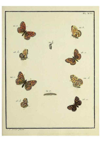 Reproducción/Reproduction 35054069683: Papillons d'Europe, peints d'après nature /. A Paris :Chez P.M. Delaguette, imprimeur-libraire ... ;1779-1792 [i.e. 1793]