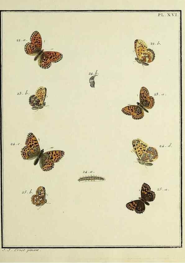 Reproducción/Reproduction 35054069683: Papillons d'Europe, peints d'après nature /. A Paris :Chez P.M. Delaguette, imprimeur-libraire ... ;1779-1792 [i.e. 1793]