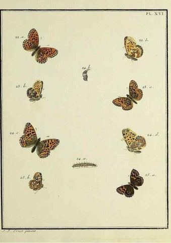Reproducción/Reproduction 35054069683: Papillons d'Europe, peints d'après nature /. A Paris :Chez P.M. Delaguette, imprimeur-libraire ... ;1779-1792 [i.e. 1793]