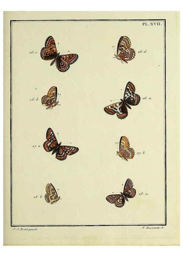 Reproducción/Reproduction 35054071793: Papillons d'Europe, peints d'après nature /. A Paris :Chez P.M. Delaguette, imprimeur-libraire ... ;1779-1792 [i.e. 1793]
