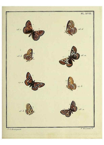 Reproducción/Reproduction 35054071793: Papillons d'Europe, peints d'après nature /. A Paris :Chez P.M. Delaguette, imprimeur-libraire ... ;1779-1792 [i.e. 1793]