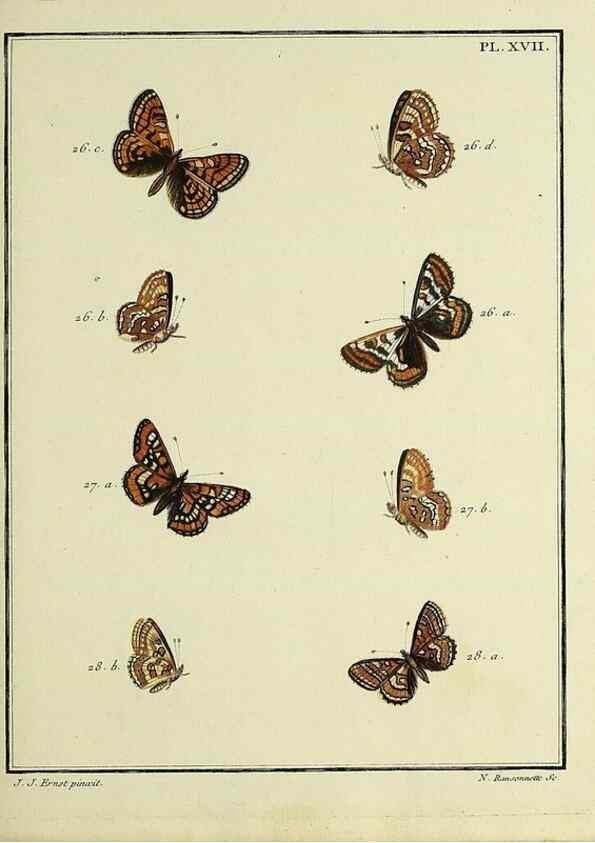 Reproducción/Reproduction 35054071793: Papillons d'Europe, peints d'après nature /. A Paris :Chez P.M. Delaguette, imprimeur-libraire ... ;1779-1792 [i.e. 1793]