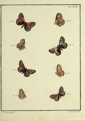 Reproducción/Reproduction 35054071793: Papillons d'Europe, peints d'après nature /. A Paris :Chez P.M. Delaguette, imprimeur-libraire ... ;1779-1792 [i.e. 1793]
