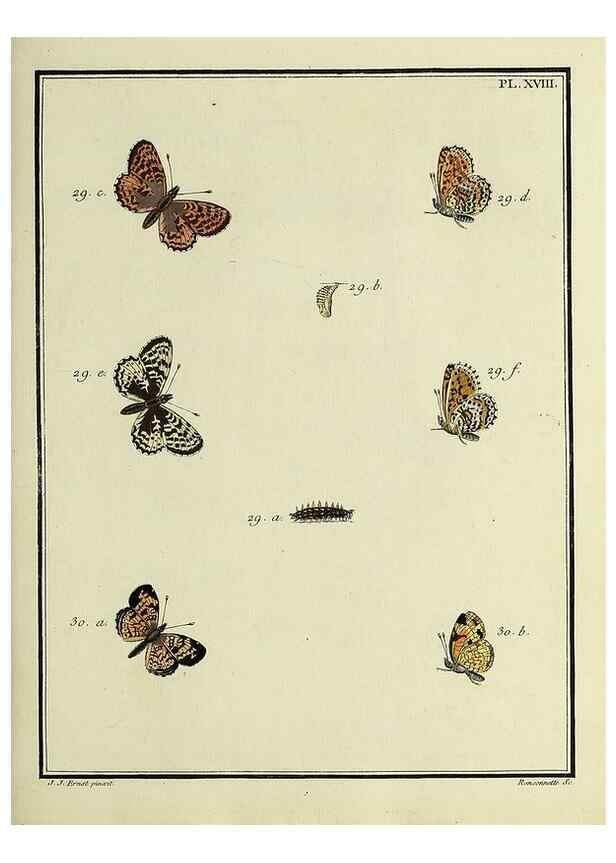 Reproducción/Reproduction 35054074013: Papillons d'Europe, peints d'après nature /. A Paris :Chez P.M. Delaguette, imprimeur-libraire ... ;1779-1792 [i.e. 1793]