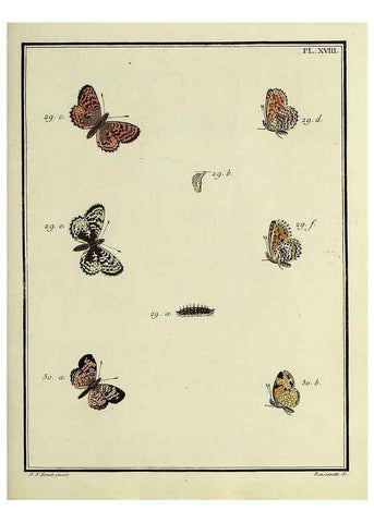 Reproducción/Reproduction 35054074013: Papillons d'Europe, peints d'après nature /. A Paris :Chez P.M. Delaguette, imprimeur-libraire ... ;1779-1792 [i.e. 1793]