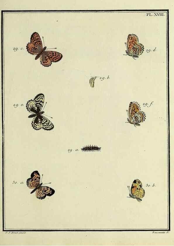 Reproducción/Reproduction 35054074013: Papillons d'Europe, peints d'après nature /. A Paris :Chez P.M. Delaguette, imprimeur-libraire ... ;1779-1792 [i.e. 1793]