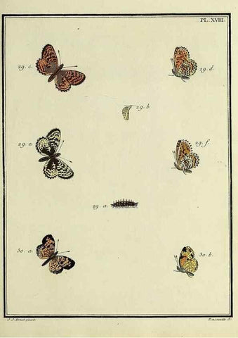 Reproducción/Reproduction 35054074013: Papillons d'Europe, peints d'après nature /. A Paris :Chez P.M. Delaguette, imprimeur-libraire ... ;1779-1792 [i.e. 1793]