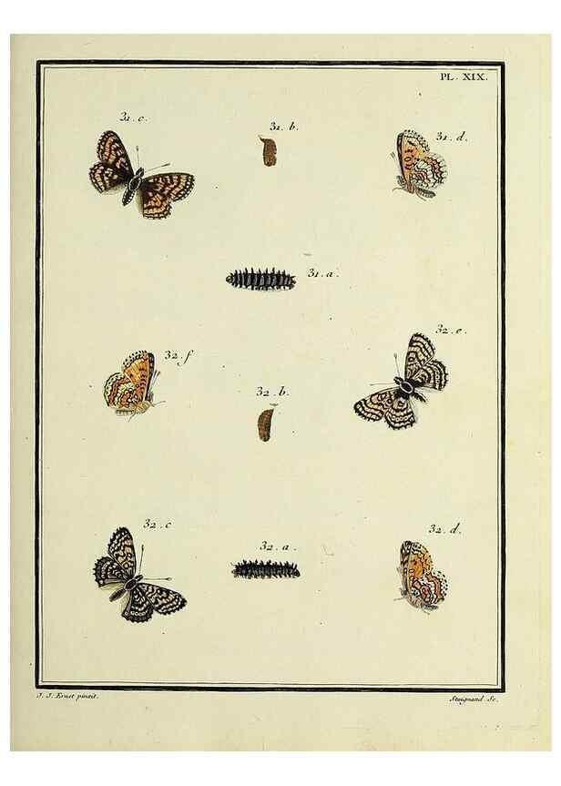 Reproducción/Reproduction 35054077573: Papillons d'Europe, peints d'après nature /. A Paris :Chez P.M. Delaguette, imprimeur-libraire ... ;1779-1792 [i.e. 1793]