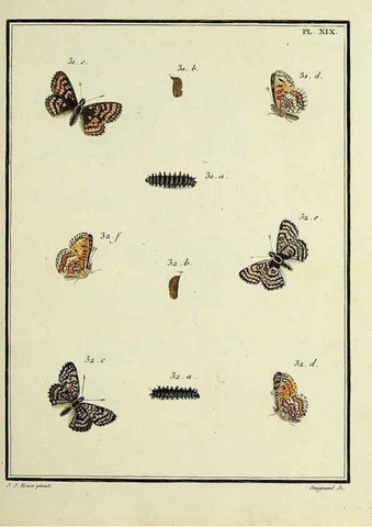 Reproducción/Reproduction 35054077573: Papillons d'Europe, peints d'après nature /. A Paris :Chez P.M. Delaguette, imprimeur-libraire ... ;1779-1792 [i.e. 1793]