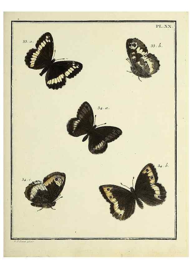 Reproducción/Reproduction 35694228092: Papillons d'Europe, peints d'après nature /. A Paris :Chez P.M. Delaguette, imprimeur-libraire ... ;1779-1792 [i.e. 1793]