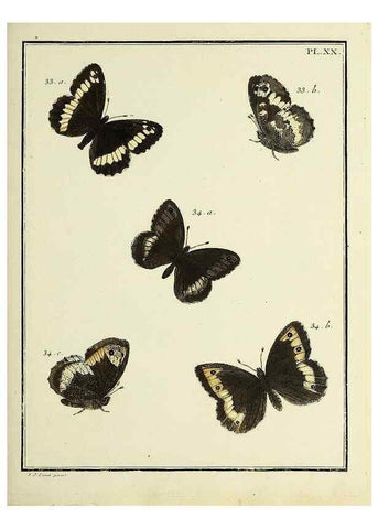 Reproducción/Reproduction 35694228092: Papillons d'Europe, peints d'après nature /. A Paris :Chez P.M. Delaguette, imprimeur-libraire ... ;1779-1792 [i.e. 1793]