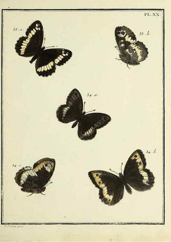 Reproducción/Reproduction 35694228092: Papillons d'Europe, peints d'après nature /. A Paris :Chez P.M. Delaguette, imprimeur-libraire ... ;1779-1792 [i.e. 1793]