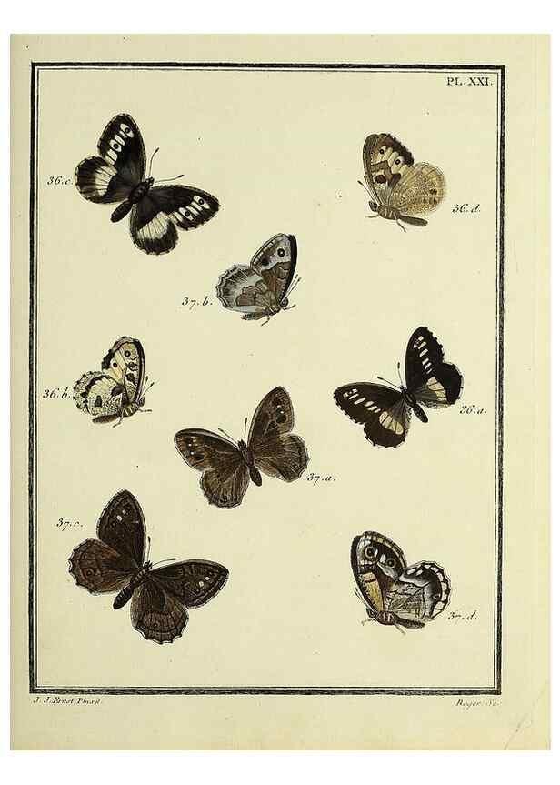 Reproducción/Reproduction 35023617424: Papillons d'Europe, peints d'après nature /. A Paris :Chez P.M. Delaguette, imprimeur-libraire ... ;1779-1792 [i.e. 1793]