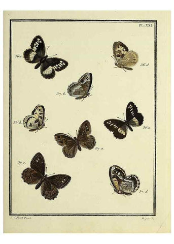 Reproducción/Reproduction 35023617424: Papillons d'Europe, peints d'après nature /. A Paris :Chez P.M. Delaguette, imprimeur-libraire ... ;1779-1792 [i.e. 1793]