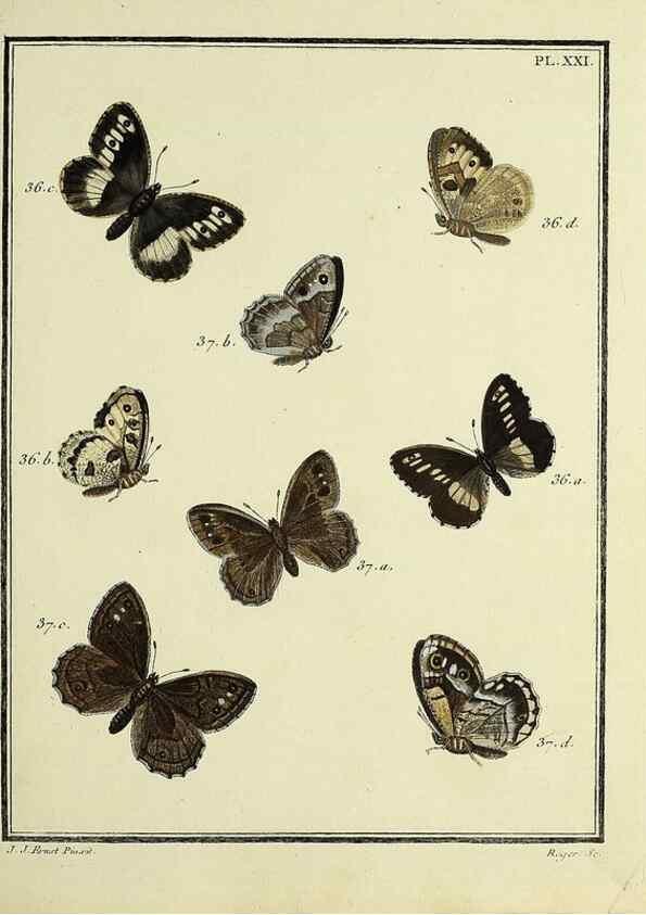Reproducción/Reproduction 35023617424: Papillons d'Europe, peints d'après nature /. A Paris :Chez P.M. Delaguette, imprimeur-libraire ... ;1779-1792 [i.e. 1793]