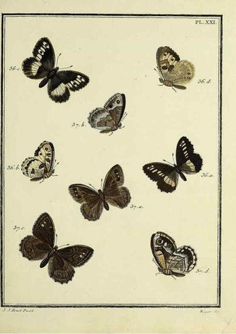 Reproducción/Reproduction 35023617424: Papillons d'Europe, peints d'après nature /. A Paris :Chez P.M. Delaguette, imprimeur-libraire ... ;1779-1792 [i.e. 1793]