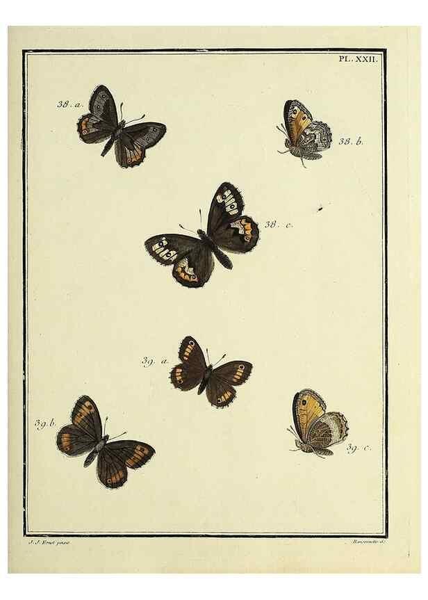 Reproducción/Reproduction 35023618794: Papillons d'Europe, peints d'après nature /. A Paris :Chez P.M. Delaguette, imprimeur-libraire ... ;1779-1792 [i.e. 1793]