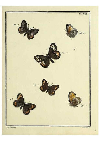 Reproducción/Reproduction 35023618794: Papillons d'Europe, peints d'après nature /. A Paris :Chez P.M. Delaguette, imprimeur-libraire ... ;1779-1792 [i.e. 1793]