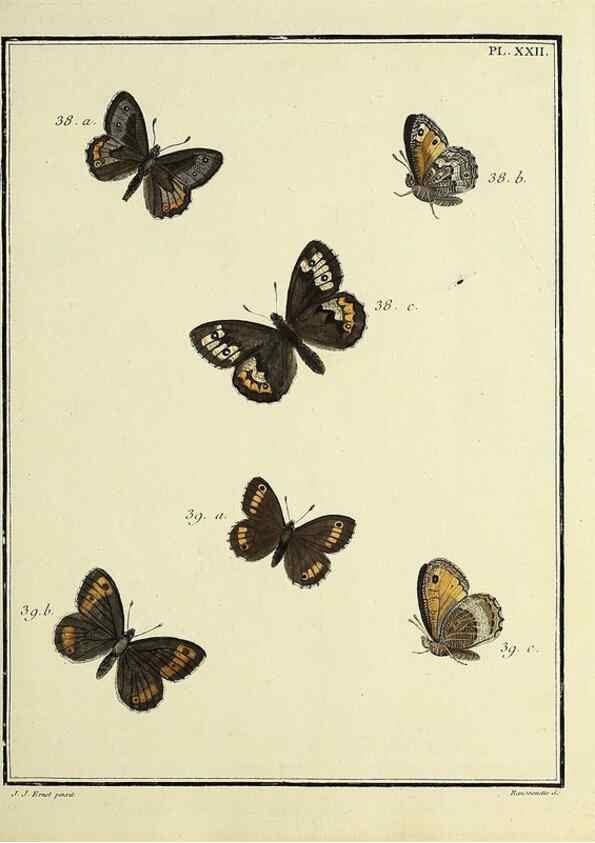 Reproducción/Reproduction 35023618794: Papillons d'Europe, peints d'après nature /. A Paris :Chez P.M. Delaguette, imprimeur-libraire ... ;1779-1792 [i.e. 1793]