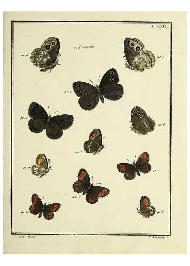 Reproducción/Reproduction 35023621634: Papillons d'Europe, peints d'après nature /. A Paris :Chez P.M. Delaguette, imprimeur-libraire ... ;1779-1792 [i.e. 1793]