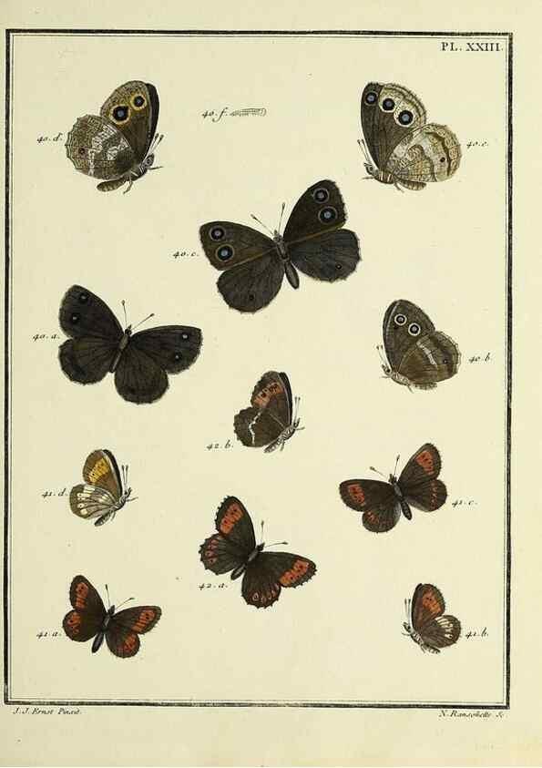 Reproducción/Reproduction 35023621634: Papillons d'Europe, peints d'après nature /. A Paris :Chez P.M. Delaguette, imprimeur-libraire ... ;1779-1792 [i.e. 1793]