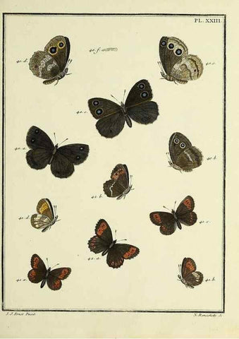 Reproducción/Reproduction 35023621634: Papillons d'Europe, peints d'après nature /. A Paris :Chez P.M. Delaguette, imprimeur-libraire ... ;1779-1792 [i.e. 1793]
