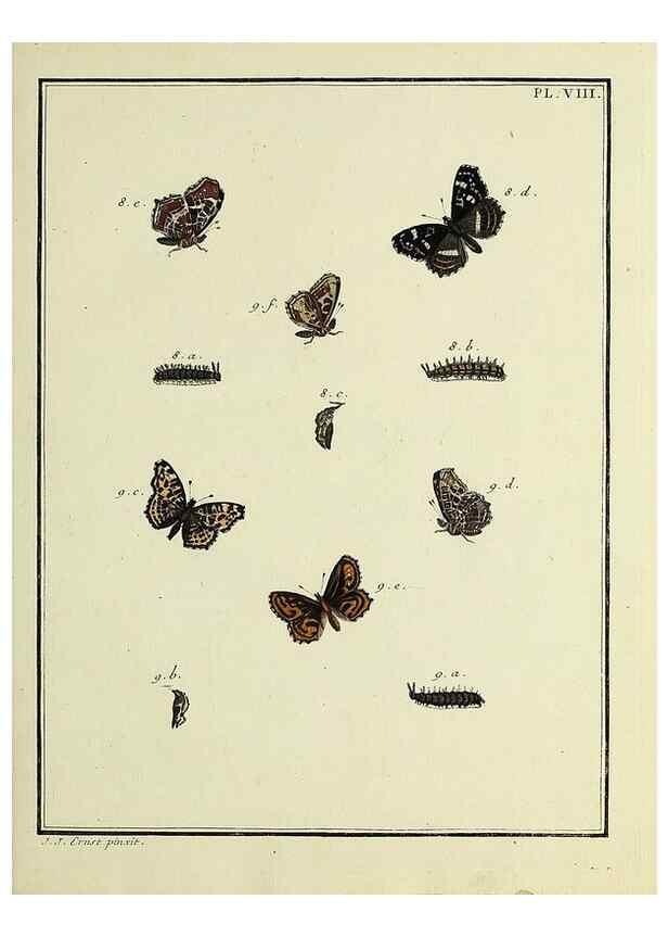Reproducción/Reproduction 35023587244: Papillons d'Europe, peints d'après nature /. A Paris :Chez P.M. Delaguette, imprimeur-libraire ... ;1779-1792 [i.e. 1793]