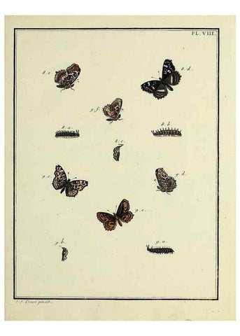 Reproducción/Reproduction 35023587244: Papillons d'Europe, peints d'après nature /. A Paris :Chez P.M. Delaguette, imprimeur-libraire ... ;1779-1792 [i.e. 1793]