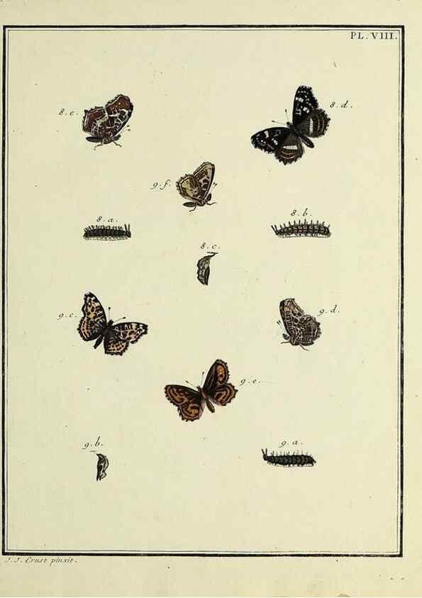 Reproducción/Reproduction 35023587244: Papillons d'Europe, peints d'après nature /. A Paris :Chez P.M. Delaguette, imprimeur-libraire ... ;1779-1792 [i.e. 1793]