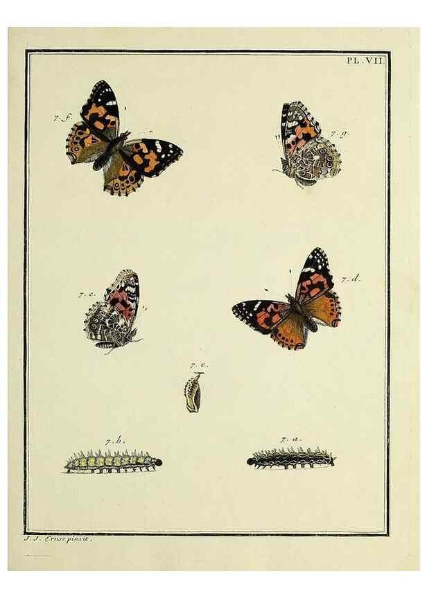 Reproducción/Reproduction 35822729716: Papillons d'Europe, peints d'après nature /. A Paris :Chez P.M. Delaguette, imprimeur-libraire ... ;1779-1792 [i.e. 1793]