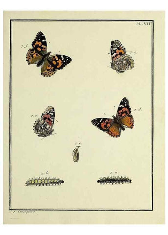 Reproducción/Reproduction 35822729716: Papillons d'Europe, peints d'après nature /. A Paris :Chez P.M. Delaguette, imprimeur-libraire ... ;1779-1792 [i.e. 1793]