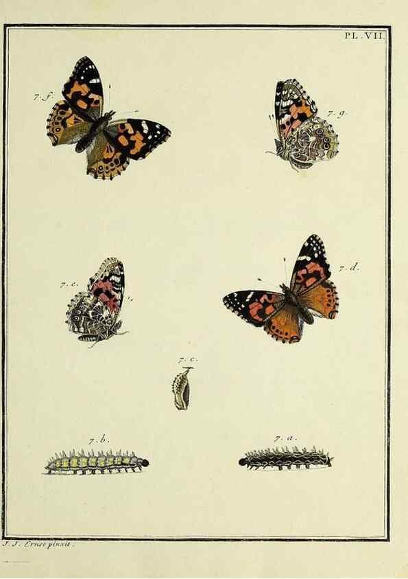 Reproducción/Reproduction 35822729716: Papillons d'Europe, peints d'après nature /. A Paris :Chez P.M. Delaguette, imprimeur-libraire ... ;1779-1792 [i.e. 1793]