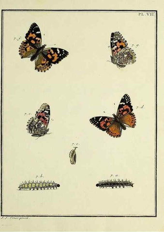 Reproducción/Reproduction 35822729716: Papillons d'Europe, peints d'après nature /. A Paris :Chez P.M. Delaguette, imprimeur-libraire ... ;1779-1792 [i.e. 1793]