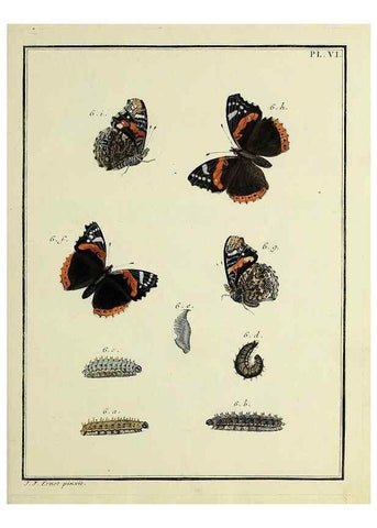 Reproducción/Reproduction 35023580634: Papillons d'Europe, peints d'après nature /. A Paris :Chez P.M. Delaguette, imprimeur-libraire ... ;1779-1792 [i.e. 1793]