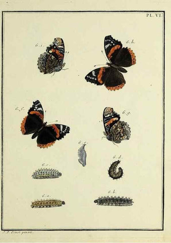 Reproducción/Reproduction 35023580634: Papillons d'Europe, peints d'après nature /. A Paris :Chez P.M. Delaguette, imprimeur-libraire ... ;1779-1792 [i.e. 1793]