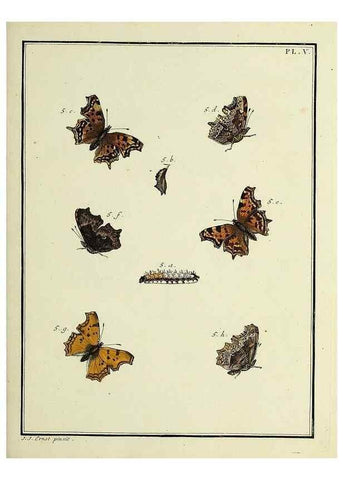 Reproducción/Reproduction 35023576944: Papillons d'Europe, peints d'après nature /. A Paris :Chez P.M. Delaguette, imprimeur-libraire ... ;1779-1792 [i.e. 1793]