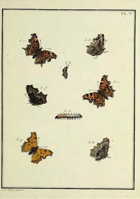 Reproducción/Reproduction 35023576944: Papillons d'Europe, peints d'après nature /. A Paris :Chez P.M. Delaguette, imprimeur-libraire ... ;1779-1792 [i.e. 1793]