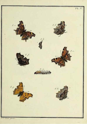 Reproducción/Reproduction 35023576944: Papillons d'Europe, peints d'après nature /. A Paris :Chez P.M. Delaguette, imprimeur-libraire ... ;1779-1792 [i.e. 1793]
