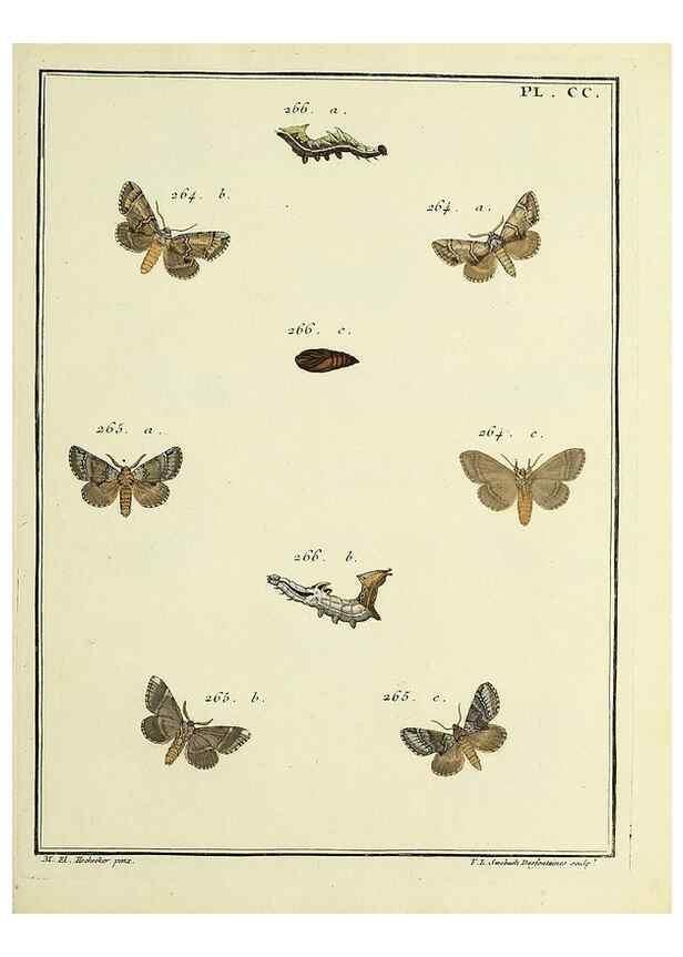 Reproducción/Reproduction 35693657332: Papillons d'Europe, peints d'après nature /. A Paris :Chez P.M. Delaguette, imprimeur-libraire ... ;1779-1792 [i.e. 1793]