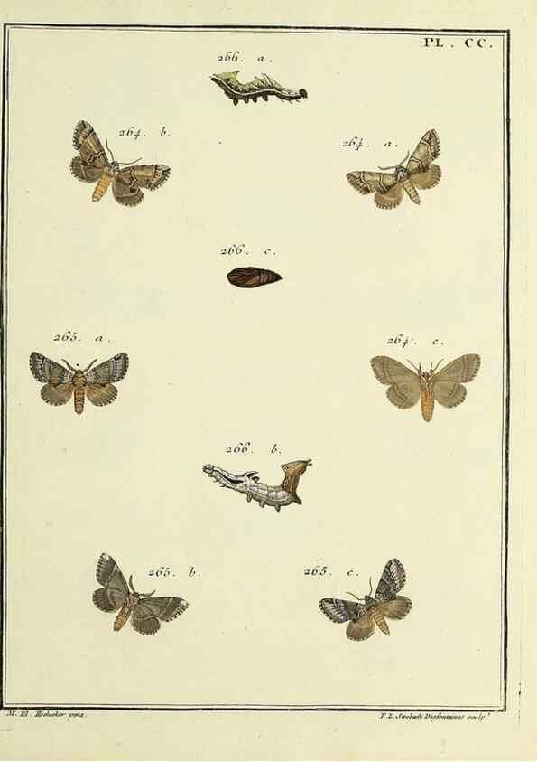 Reproducción/Reproduction 35693657332: Papillons d'Europe, peints d'après nature /. A Paris :Chez P.M. Delaguette, imprimeur-libraire ... ;1779-1792 [i.e. 1793]