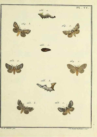Reproducción/Reproduction 35693657332: Papillons d'Europe, peints d'après nature /. A Paris :Chez P.M. Delaguette, imprimeur-libraire ... ;1779-1792 [i.e. 1793]