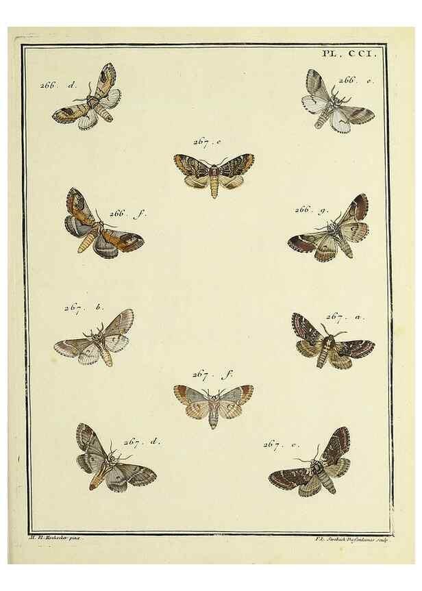 Reproducción/Reproduction 35693658272: Papillons d'Europe, peints d'après nature /. A Paris :Chez P.M. Delaguette, imprimeur-libraire ... ;1779-1792 [i.e. 1793]