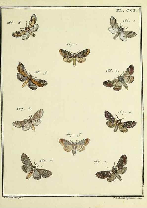 Reproducción/Reproduction 35693658272: Papillons d'Europe, peints d'après nature /. A Paris :Chez P.M. Delaguette, imprimeur-libraire ... ;1779-1792 [i.e. 1793]