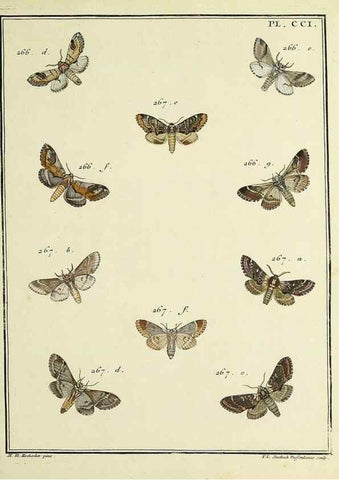 Reproducción/Reproduction 35693658272: Papillons d'Europe, peints d'après nature /. A Paris :Chez P.M. Delaguette, imprimeur-libraire ... ;1779-1792 [i.e. 1793]