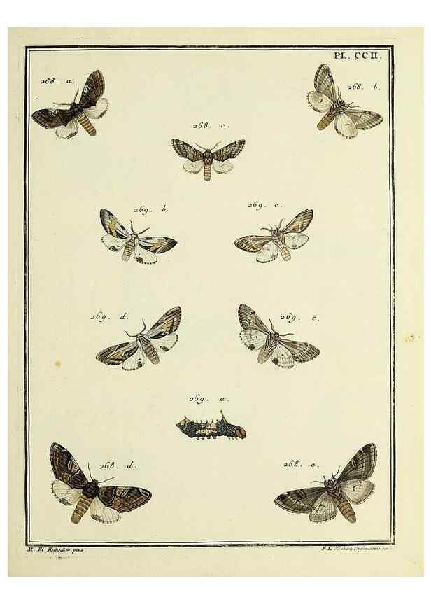 Reproducción/Reproduction 35693659412: Papillons d'Europe, peints d'après nature /. A Paris :Chez P.M. Delaguette, imprimeur-libraire ... ;1779-1792 [i.e. 1793]
