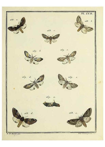 Reproducción/Reproduction 35693659412: Papillons d'Europe, peints d'après nature /. A Paris :Chez P.M. Delaguette, imprimeur-libraire ... ;1779-1792 [i.e. 1793]