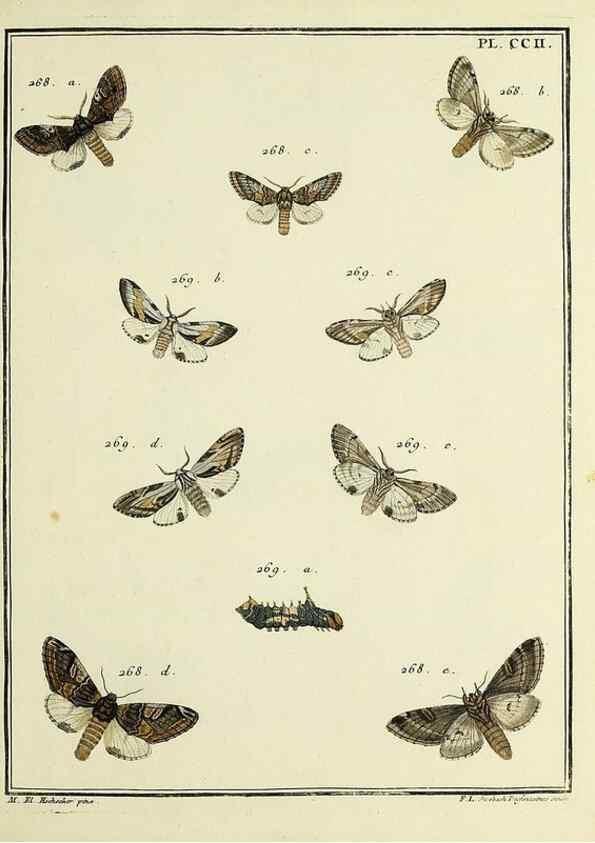 Reproducción/Reproduction 35693659412: Papillons d'Europe, peints d'après nature /. A Paris :Chez P.M. Delaguette, imprimeur-libraire ... ;1779-1792 [i.e. 1793]